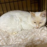 1月4日の千葉店に参加する花ねこ千葉の保護猫05