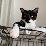 1月4日の千葉店に参加する花ねこ千葉の保護猫06