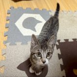 1月4日の千葉店に参加する花ねこ千葉の保護猫07