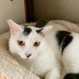 1月4日の千葉店に参加する花ねこ千葉の保護猫08