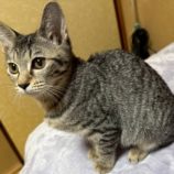 1月4日の千葉店に参加する花ねこ千葉の保護猫09