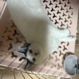 1月4日の千葉店に参加する花ねこ千葉の保護猫10