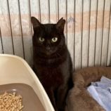 1月4日の千葉店に参加する花ねこ千葉の保護猫12