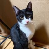 1月18日の千葉ニュータウン店に参加する花ねこ千葉の保護猫01