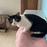 1月18日の千葉ニュータウン店に参加する花ねこ千葉の保護猫03