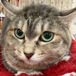 1月18日の千葉ニュータウン店に参加する花ねこ千葉の保護猫04