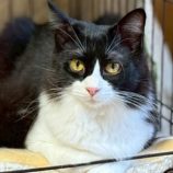 1月18日の千葉ニュータウン店に参加する花ねこ千葉の保護猫05