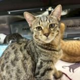 1月18日の千葉ニュータウン店に参加する花ねこ千葉の保護猫06