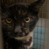 1月18日の千葉ニュータウン店に参加する花ねこ千葉の保護猫07