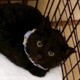 1月18日の千葉ニュータウン店に参加する花ねこ千葉の保護猫09