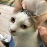 1月18日の千葉ニュータウン店に参加する花ねこ千葉の保護猫10