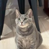 1月18日の千葉ニュータウン店に参加する花ねこ千葉の保護猫11