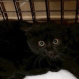 1月18日の千葉ニュータウン店に参加する花ねこ千葉の保護猫12