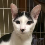 1月18日の千葉ニュータウン店に参加する花ねこ千葉の保護猫13