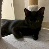 1月18日の千葉ニュータウン店に参加する花ねこ千葉の保護猫14