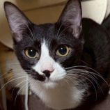 1月18日の千葉ニュータウン店に参加する花ねこ千葉の保護猫15