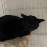 1月18日の千葉ニュータウン店に参加する花ねこ千葉の保護猫16