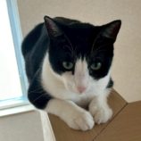 1月18日の千葉ニュータウン店に参加する花ねこ千葉の保護猫17