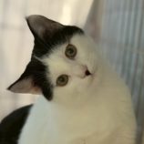 1月18日の千葉ニュータウン店に参加する花ねこ千葉の保護猫18