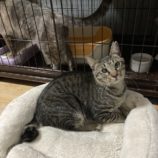 1月18日の千代田店に参加するアニマルフレンドの保護猫01