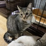 1月18日の千代田店に参加するアニマルフレンドの保護猫02