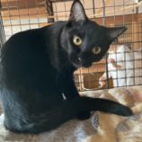 1月18日の千代田店に参加するアニマルフレンドの保護猫03