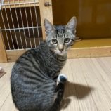 1月18日の千代田店に参加するアニマルフレンドの保護猫05