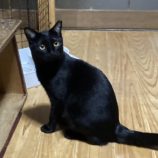 1月18日の千代田店に参加するアニマルフレンドの保護猫06