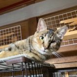 1月18日の千代田店に参加するアニマルフレンドの保護猫07