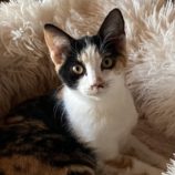 1月18日の千代田店に参加するアニマルフレンドの保護猫08