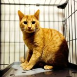 1月18日の千代田店に参加するsonadorasの保護猫03