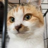 1月18日の千代田店に参加するsonadorasの保護猫04