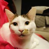 1月18日の千代田店に参加するsonadorasの保護猫05