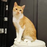 1月18日の千代田店に参加するsonadorasの保護猫06