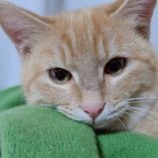 1月18日の千代田店に参加するsonadorasの保護猫07