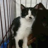1月18日の千代田店に参加するsonadorasの保護猫08