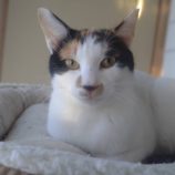 1月11日のひたちなか店に参加するネコスぺ事務局の保護猫01