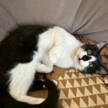 1月11日のひたちなか店に参加するネコスぺ事務局の保護猫02