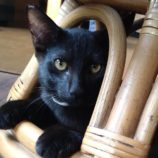 1月11日のひたちなか店に参加するネコスぺ事務局の保護猫03