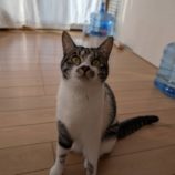 1月11日のひたちなか店に参加するネコスぺ事務局の保護猫04