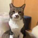 1月11日のひたちなか店に参加するネコスぺ事務局の保護猫05