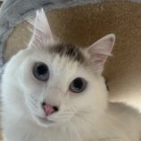 1月11日のひたちなか店に参加するネコスぺ事務局の保護猫06