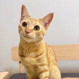 1月11日のひたちなか店に参加するネコスぺ事務局の保護猫07