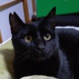 1月11日のひたちなか店に参加するネコスぺ事務局の保護猫08