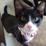 1月11日のひたちなか店に参加するネコスぺ事務局の保護猫13