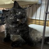 1月11日のひたちなか店に参加するネコスぺ事務局の保護猫14