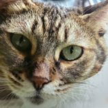 1月11日のひたちなか店に参加するネコスぺ事務局の保護猫16