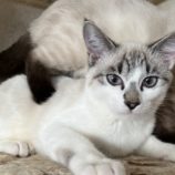 1月11日のひたちなか店に参加するネコスぺ事務局の保護猫17