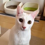 1月11日のひたちなか店に参加するネコスぺ事務局の保護猫18