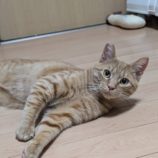 1月11日のひたちなか店に参加するネコスぺ事務局の保護猫19